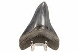 Serrated, Fossil Megalodon Tooth - Georgia #78185-1